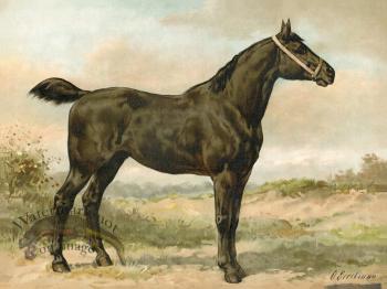 Irish Horse by Eerelman